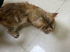 -瑞鹏宠物医院·骨科·猫科·内科(第一中心)
