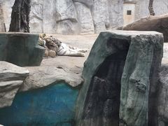 -灵玲国际马戏城