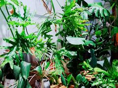 -The Green Party(嘉里中心店)