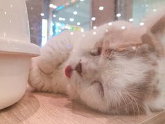 -BABIT巴比特宠物(MOMOPARK店)