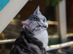 -猫小院猫主题咖啡厅(北锣店)