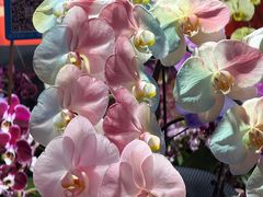 -越秀西湖花市(广州城市广场花卉店)