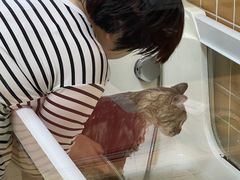-十年猫舍·猫咪专门店(普陀店)