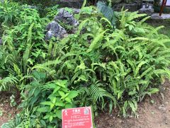-广西壮族自治区药用植物园