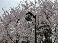 -径山花海