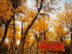 -金塔沙漠胡杨林景区