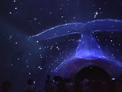-大连圣亚海洋世界