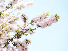 -海棠花溪(元大都城垣遗址公园)