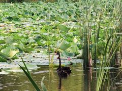 -昆山城市生态森林公园