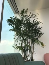 -久匠半永久纹眉