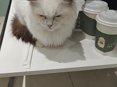 -怪兽屋·羊驼·猫咖·狗咖(俊华广场店)