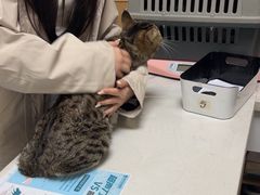 -瑞派宠物医院·24h·骨外科·皮肤科·全科宠物医疗转诊中心(沈阳浑南院)