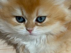 -爪爪喵星球·猫舍(卓悦中心店)