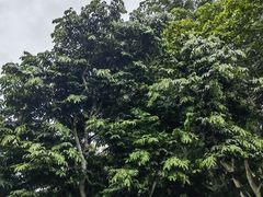 -中国科学院西双版纳热带植物园