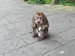 -峨眉山风景名胜区