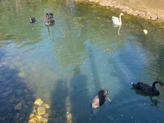 -长白岛森林公园