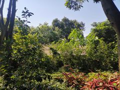 -云溪植物园