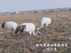 -盐城丹顶鹤湿地生态旅游区