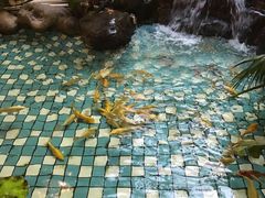 -大鹅岛绿色生态美食园