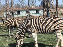 -宿豫区运河湾森林动物园