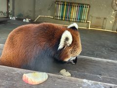 -沈阳森林动物园