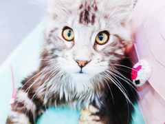 -十年猫舍·猫咪专门店(普陀店)