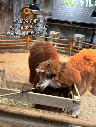 -Zoolung Zoolung动物主题公园(海信广场店)