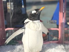 -大连圣亚海洋世界