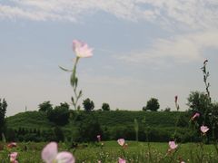 -汉长安城未央宫国家考古遗址公园