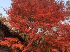 -忆秦园小笼包(惠山古镇总店)