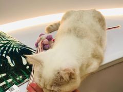 -COLOR PETS 撸猫馆·购猫·猫咖(长风大悦城店)