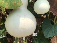 -马陆小张葡萄园农家乐