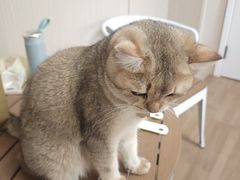 -唐小姐の私宠·宠物洗护美容·撸猫馆·购宠(周浦万达旗舰店)