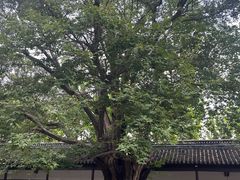 -苏州文庙(姑苏区)