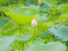 -荔湾湖公园