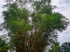 -兴隆槟榔园休闲农庄