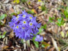 -武陵山森林公园