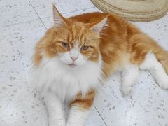 -喵园·猫主题咖啡厅·撸猫·猫咖(国贸店)