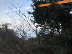 -伊豆观海列车