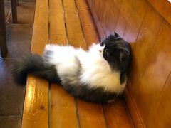 -李小姐の猫咖啡馆(五角场店)