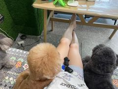 -小呆的宠物店·宠物售卖·宠物寄养(城西店)