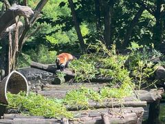 -都江堰中华大熊猫苑