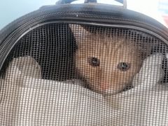 -北京观赏动物医院·24小时大型综合·猫专科·异宠专科