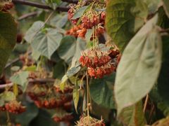 -中国科学院华南植物园