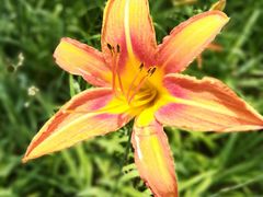 -大兴滨河森林公园