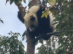 -中国大熊猫保护研究中心雅安碧峰峡基地