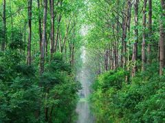 -合肥滨湖国家森林公园