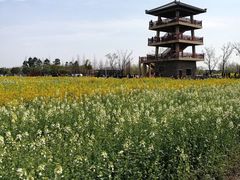 -杭州湾海上花田景区