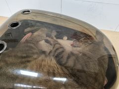 -瑞派宠物医院·内科·软组织·绝育中心(沈阳八纬路分院)