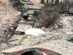 -燕塞湖鸟语林景区